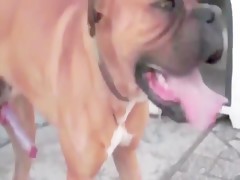 dog wau wau