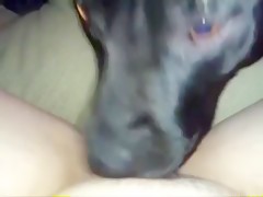 Doggie cock is checking by mulatta veterinary Anal