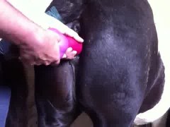 man fucks mare with dildo
