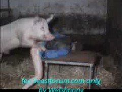 Man - pig sex