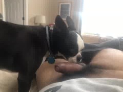 dog cock cum[[[[[[[ asian slutager milking a dog cock with her slutty mouth
