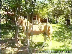 El caballo del bosque