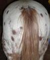 Horselover88's Avatar