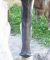 horse29's Avatar