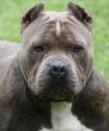dogmen's Avatar