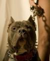 bouledogue's Avatar