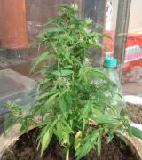 cuarenton45's Avatar