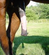 horsecocklover's Avatar