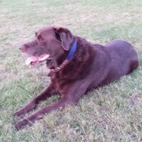 goodboy1uk's Avatar
