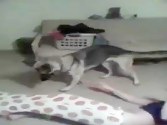 webcam dog zombeh