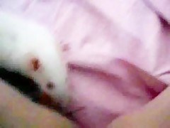 PetLust - Guys and ewes