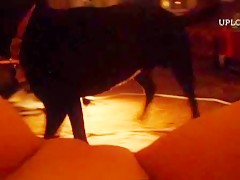 blonde licks horsecock 2