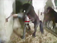 Dog loves girl