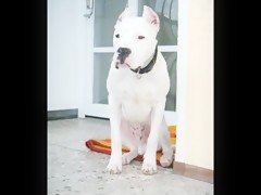 Webcam - Sexychick123 - Doglick