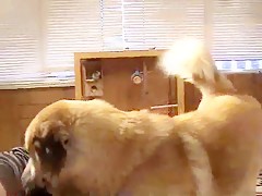 Haciendolo con el perro