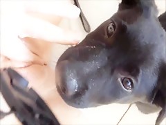 homemade vintage zoo