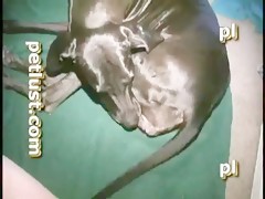 wifes and one horny dog