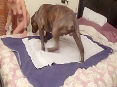 Excited Dog Fucks Girl On Webcam