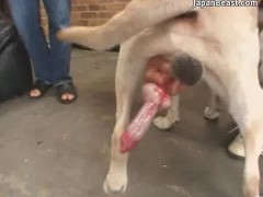girl has to suck dogs cock and lick his ass